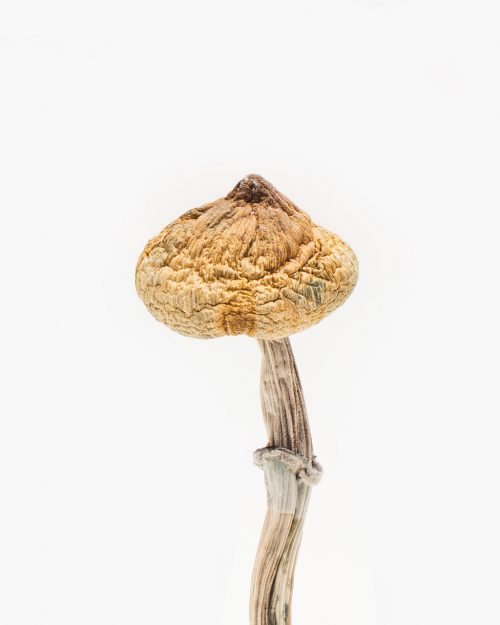 Super Thai Mushroom