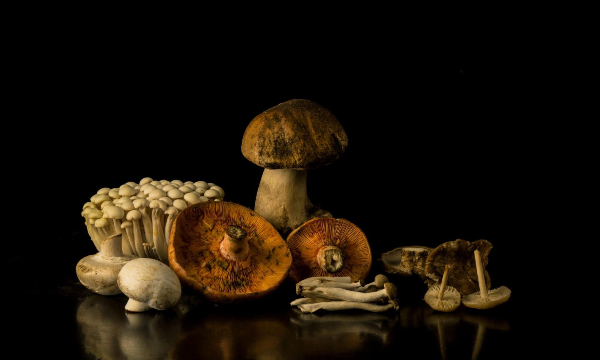 psilocybin world