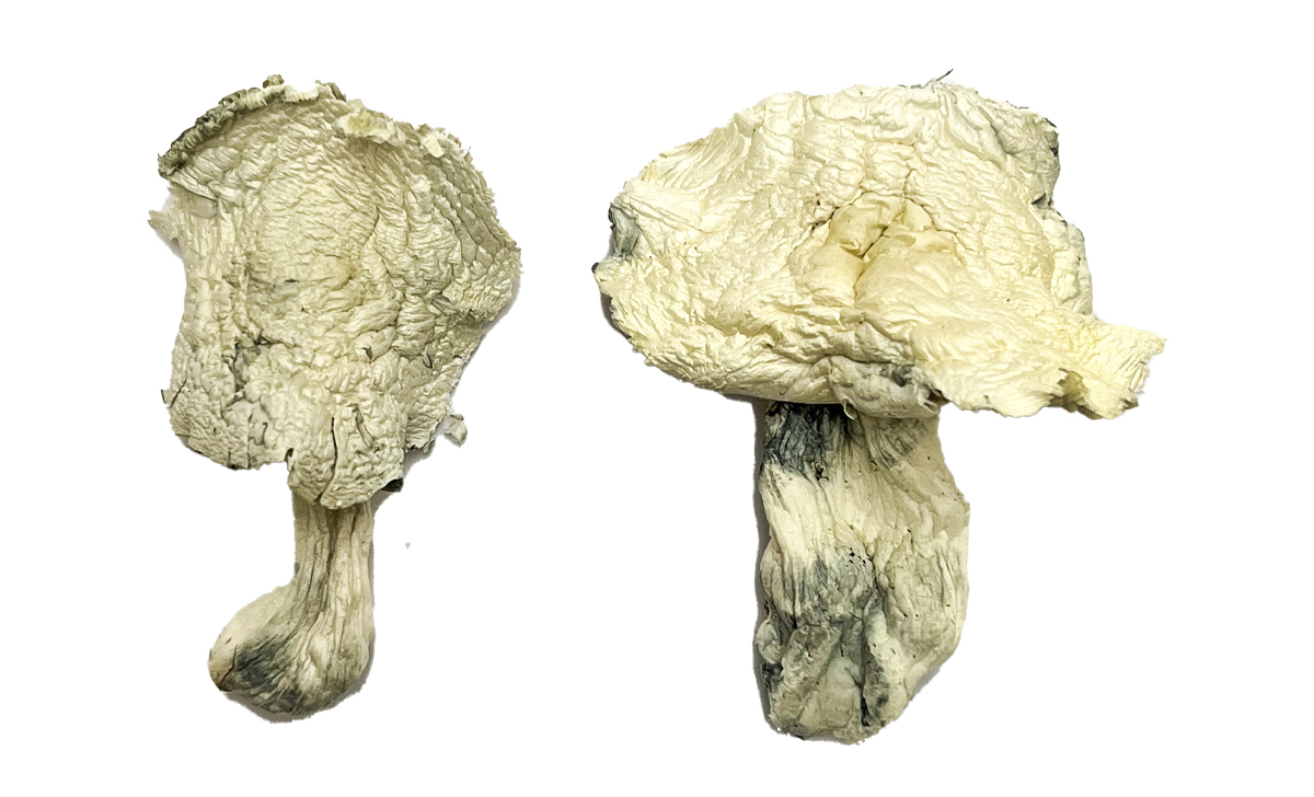 Albino Zilla Magic Mushrooms