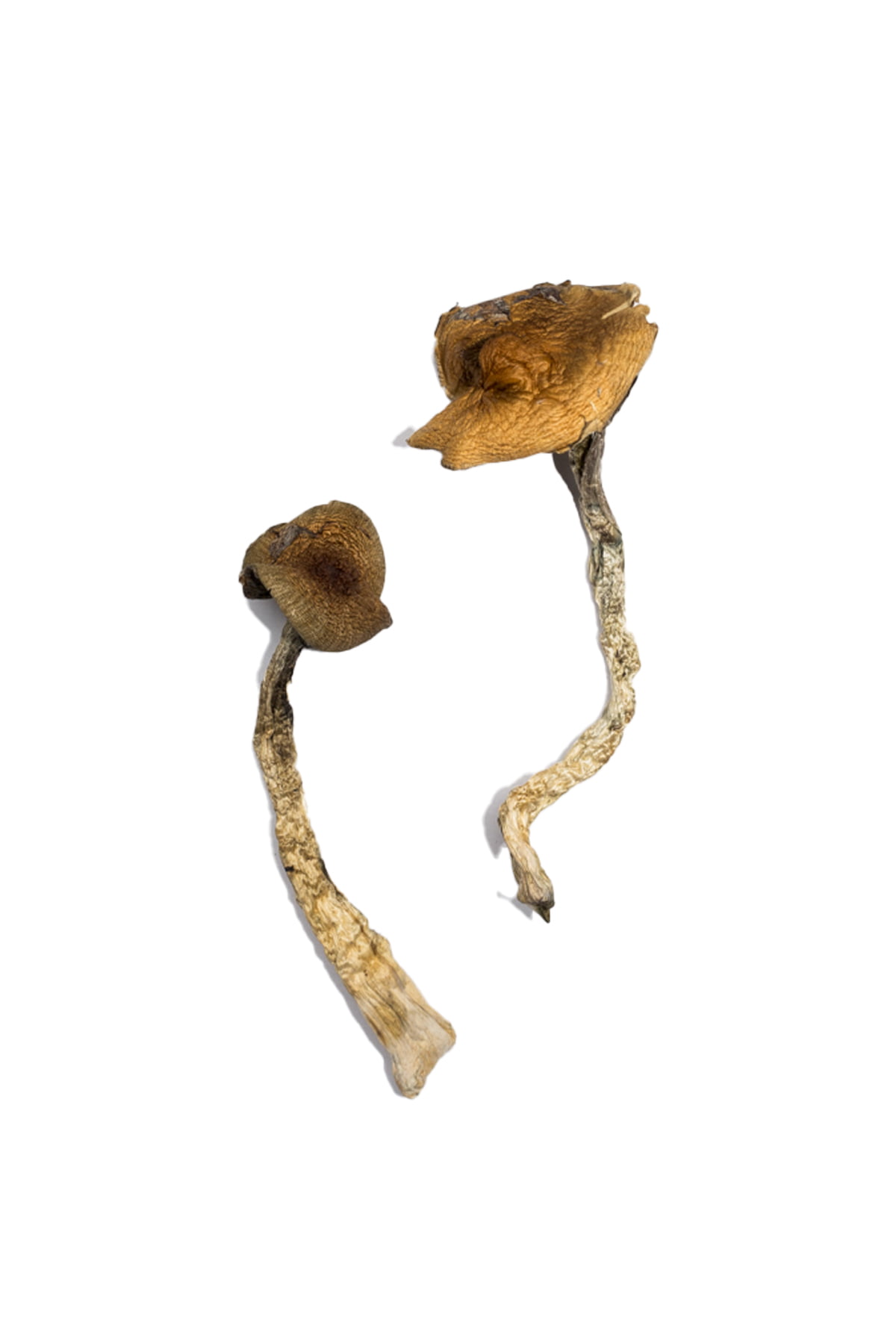 Daddy Long Legs Magic Mushrooms