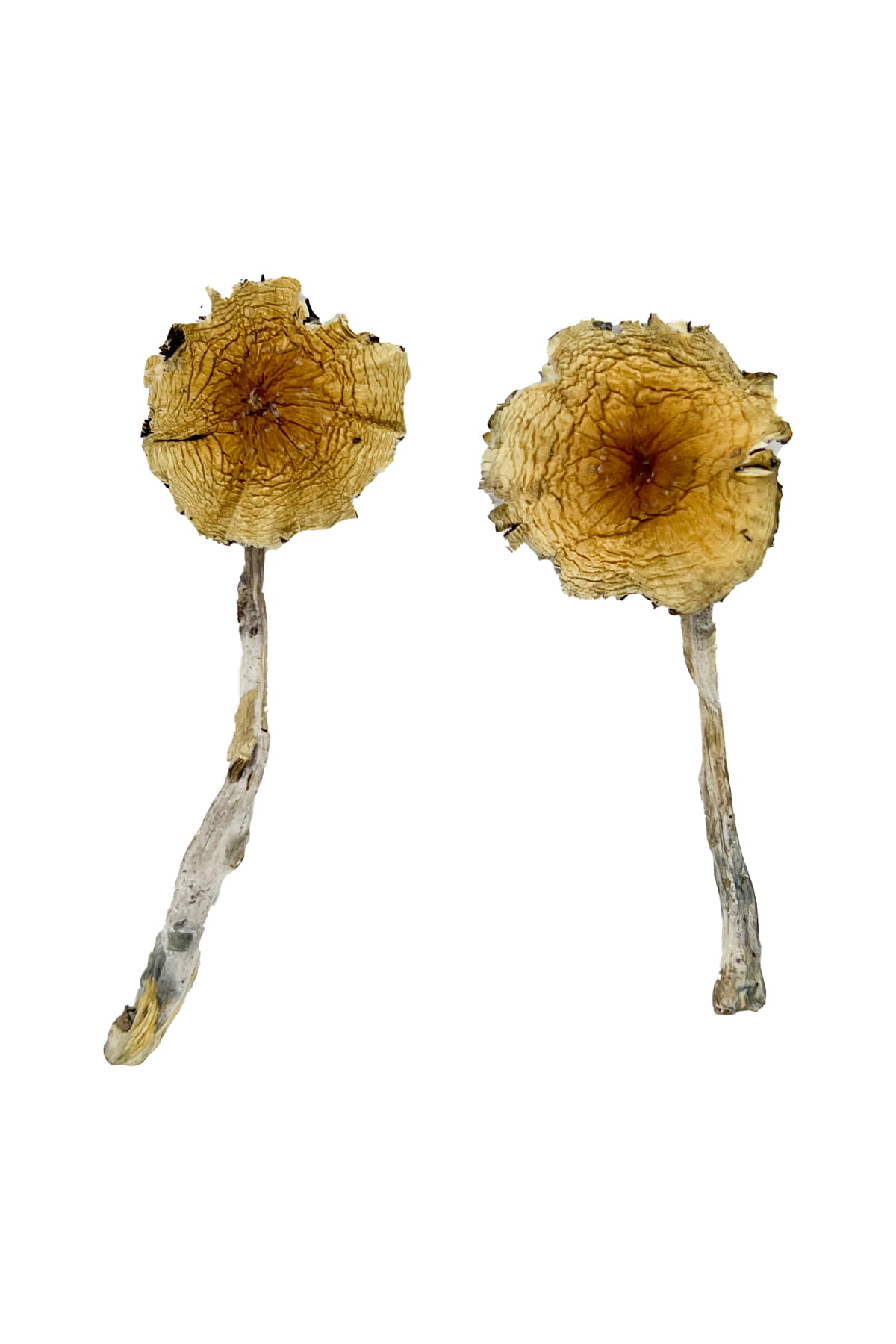 Guadalajara Mexico Magic Mushrooms
