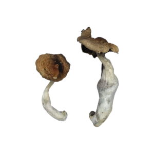 Koh Samui Magic Mushrooms