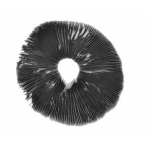 Spore print Thannon Thai psilocybe cubensis