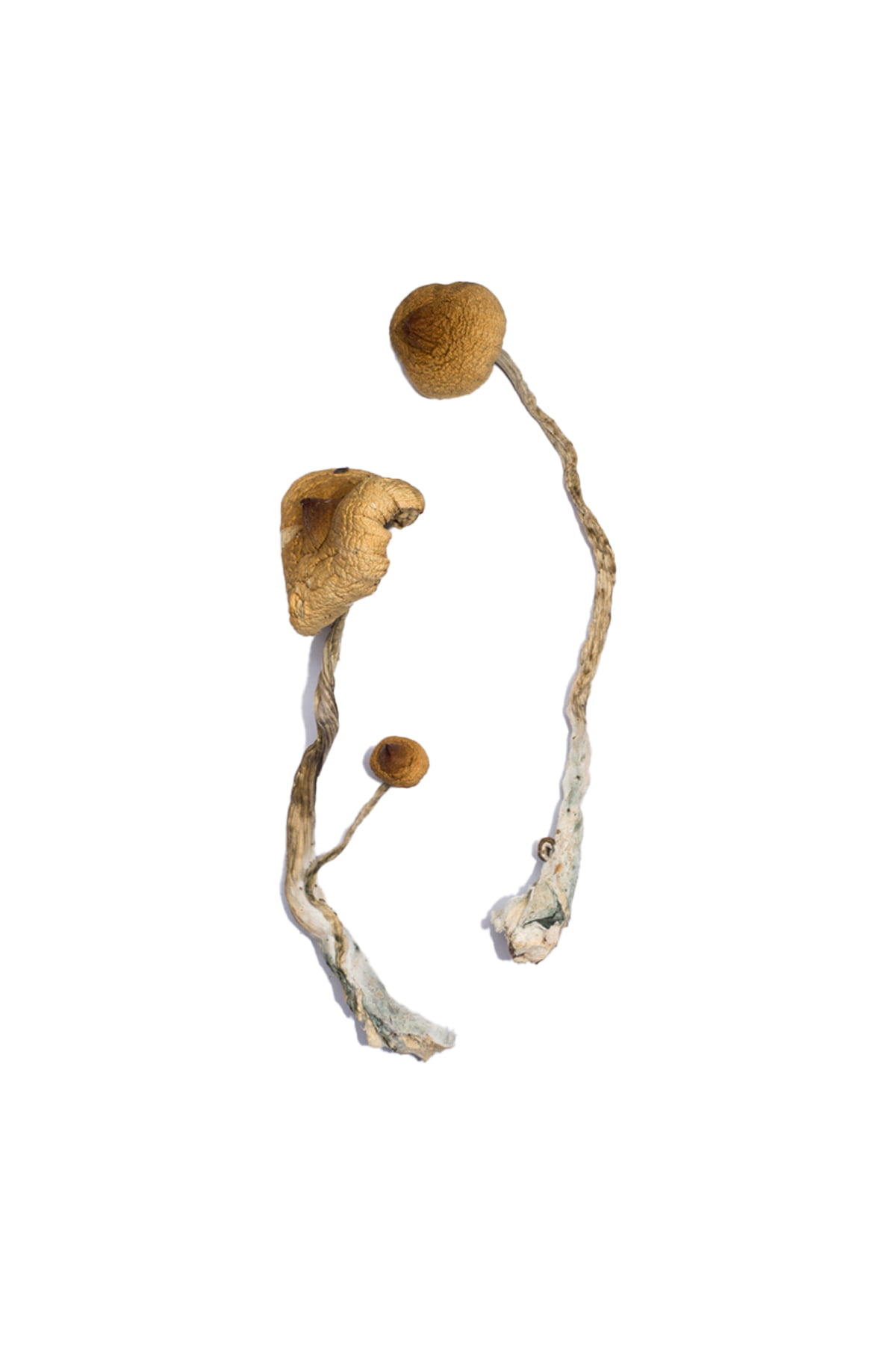 Syzygy Magic Mushrooms